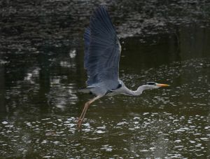  z630839