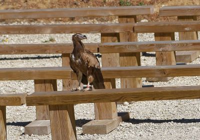 Oiseaux