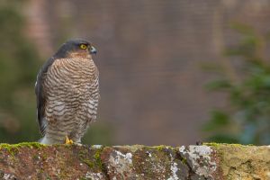 09022025  dsc7287 nef dxo deepprime 09022025  dsc7287 nef dxo deepprime