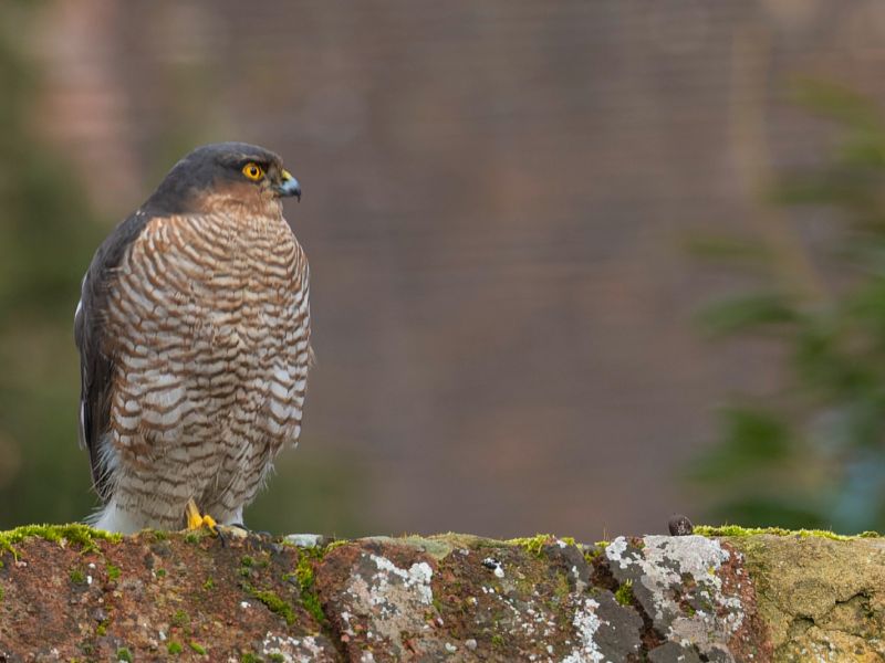 09022025  dsc7287 nef dxo deepprime 09022025  dsc7287 nef dxo deepprime