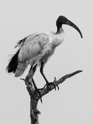 25012023  dsc6871 nef dxo deepprime72 25012023  dsc6871 nef dxo deepprime72