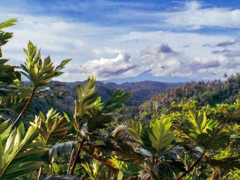 bali forest bali forest