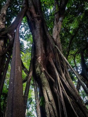 changgu tree1 changgu tree1