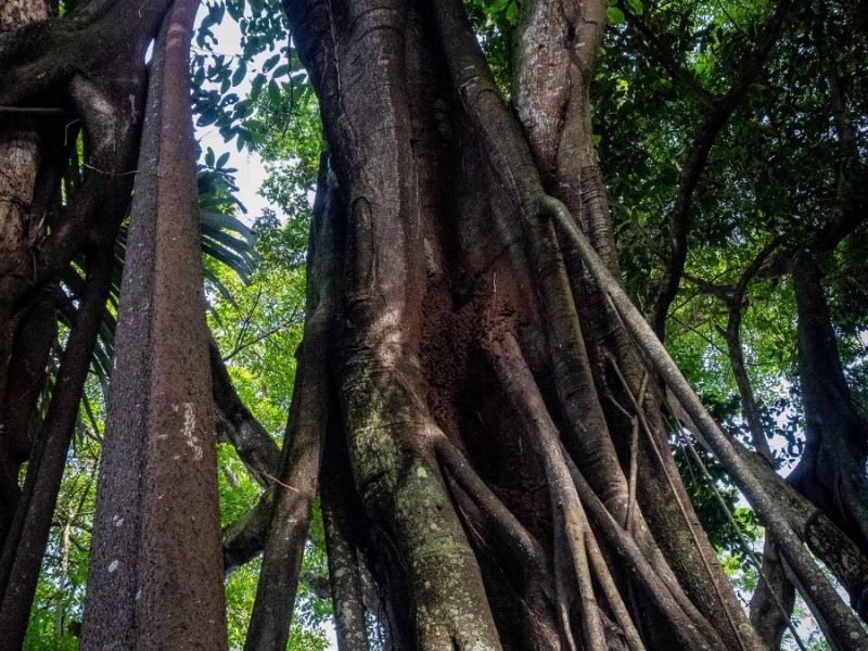 changgu tree1 changgu tree1