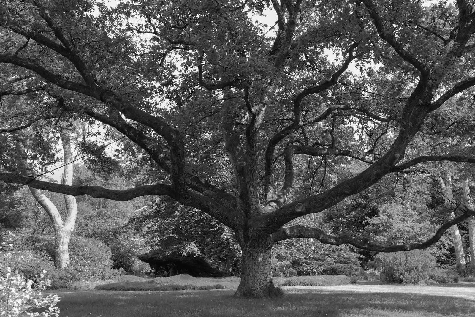 Arbres Remarquables
