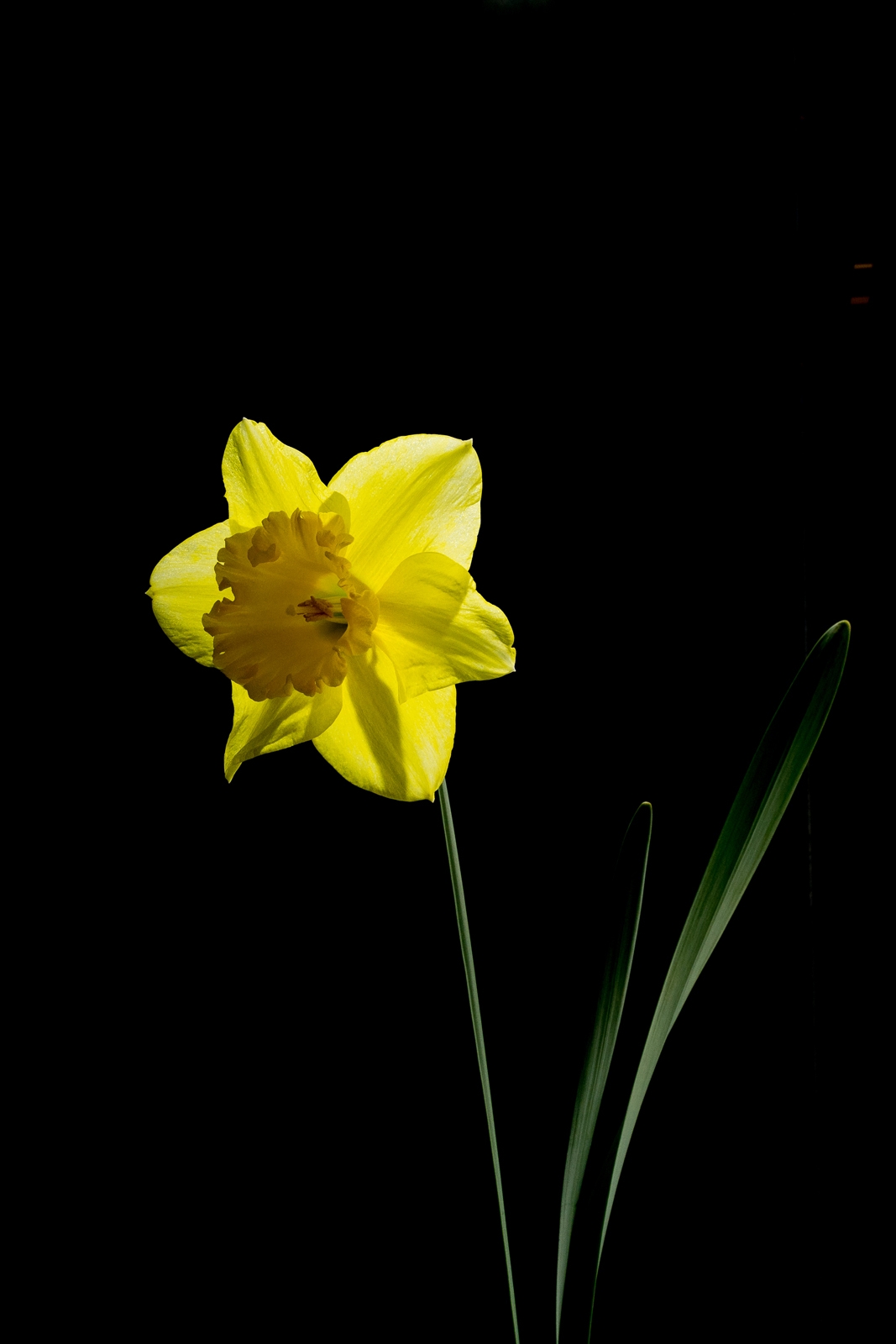 La Flore