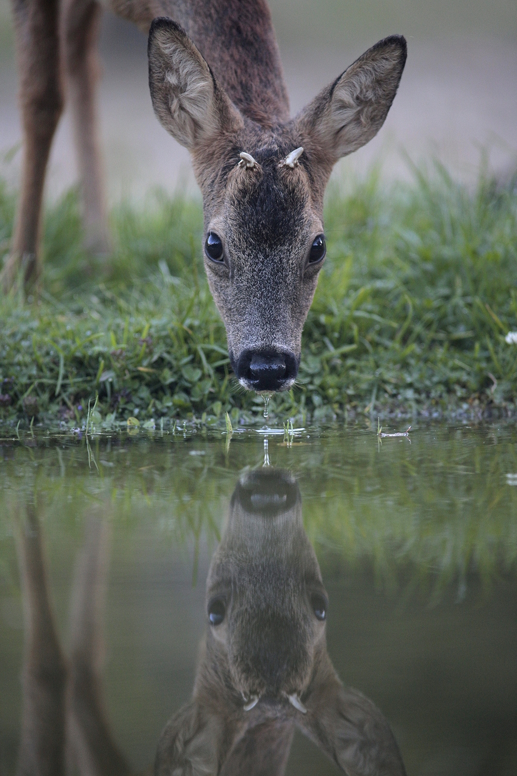 Reflets