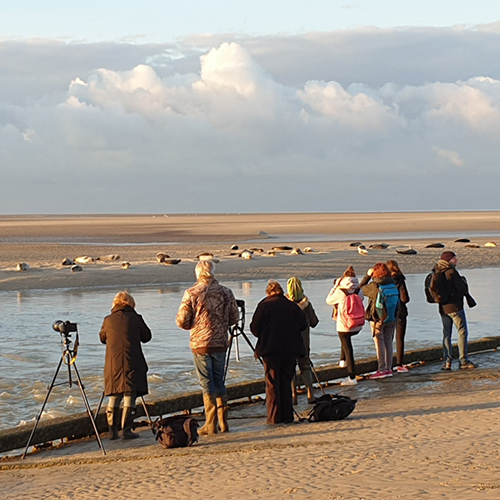 Baie de somme